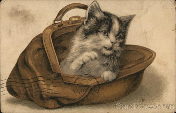 Kitten in a Purse Cats