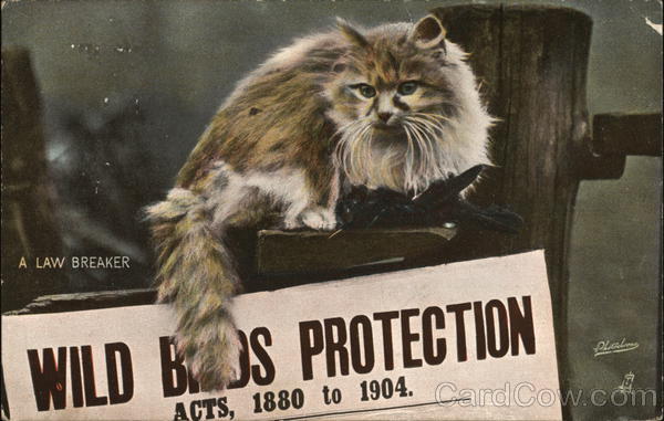 A Law Breaker Cats