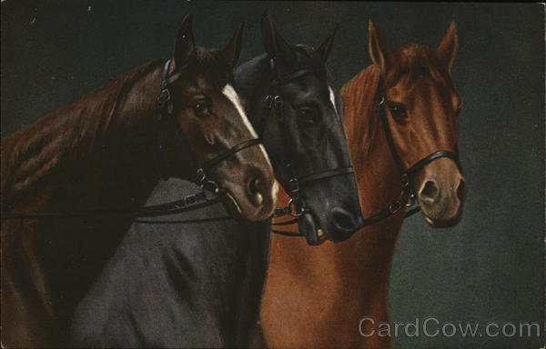 Beautiful Dark Colored Horses