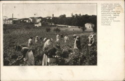 Gathering Roses for the Manufacture of Perfume Grasse, France Postcard Postcard Postcard