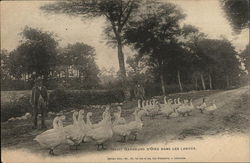 Man Standing Beside A Road Filled With Geese Postcard