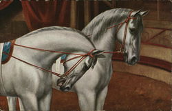 White Circus Horses Postcard