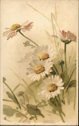 Daisies Postcard