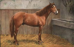 Horse in Stable Postcard
