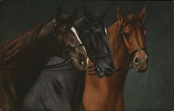 Beautiful Dark Colored Horses Postcard