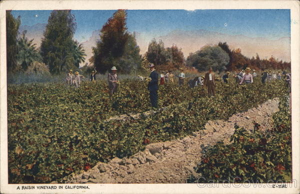 Raisin Vineyard, CA Farming