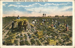 Picking Lettuce Postcard