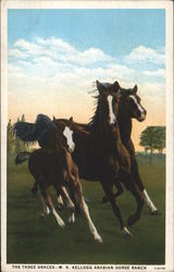 W. K. Kellogg Arabian Horse Ranch - The Three Graces Postcard