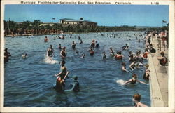 Municipal Fleishhacker Swimming Pool Postcard
