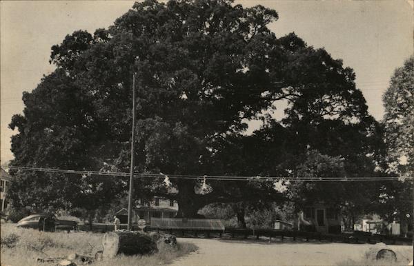 The Wye Oak Wye Mills Maryland