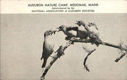 Audubon Nature Camp Postcard