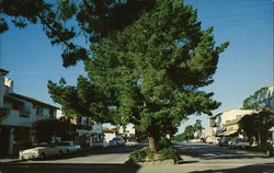 Picturesque Ocean Avenue Postcard