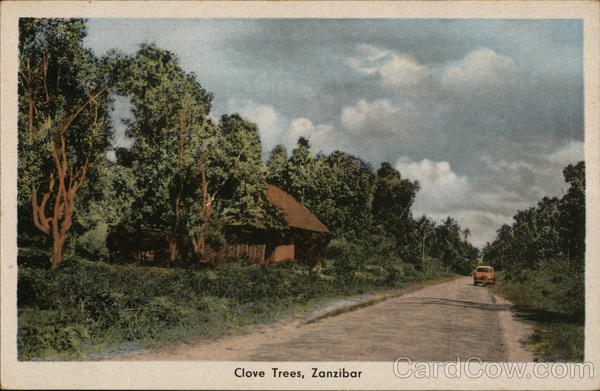 Clove Trees Zanzibar Africa