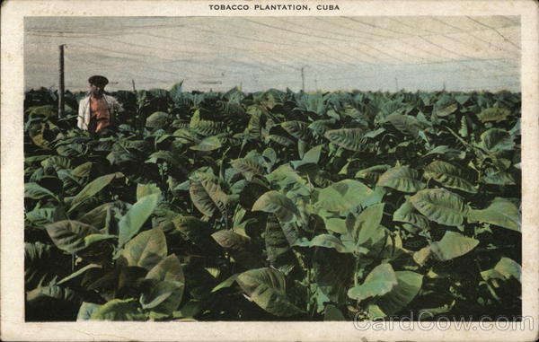 Tending A Tobacco Plantation In Cuba