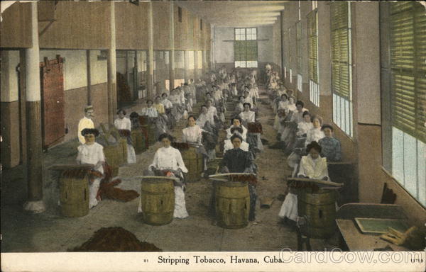 Women Stripping Tobacco Havana Cuba