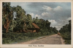 Clove Trees Zanzibar Africa Postcard Postcard Postcard