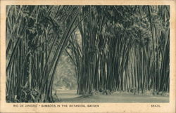 Bamboos in the Botanical Garden Bamboos in the Botanical Garden