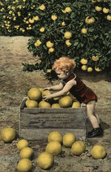 Picking Grapefruit Postcard