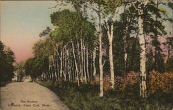 The Birches Postcard