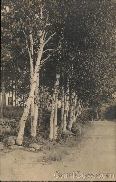 Birches by the Church, Pendexter Mansion Intervale New Hampshire