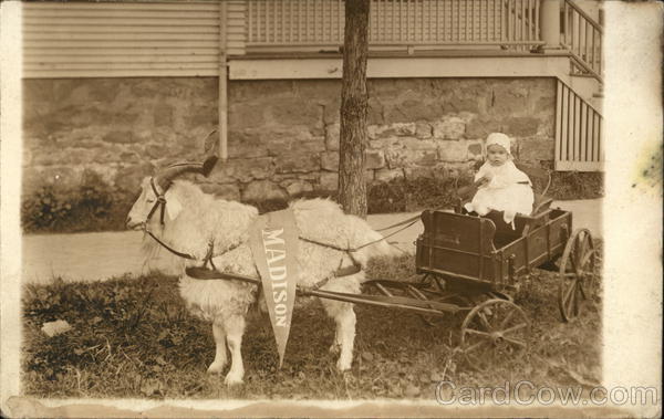 A 6 month old baby sitting in a wagon drawn by a goat (Madison flag)