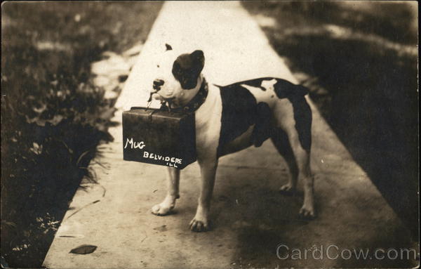Staffordshire Terrier Mug Holding Leather Case, Pit Bull Belvidere Illinois