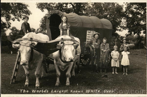The World's Largest Known White Oxen Cows & Cattle