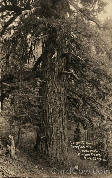 Largest Known Douglas Fir Oregon Caves National Monument