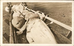 Load of Dead Seals or Sea Lions On Beach Postcard