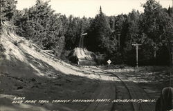 Deer Park Trail through Hardwood Forest Postcard