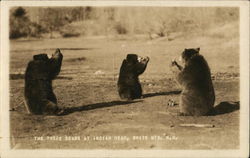 The Three Bears at Indian Head White Mountains, NH Postcard Postcard Postcard