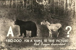 A Bear and an Ass Postcard