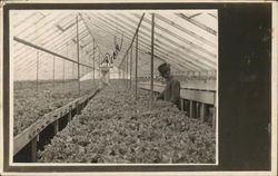 Rick in Greenhouse Postcard