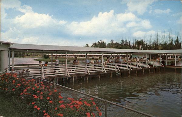 Visitors feeding alligators at Gatorland Orlando Florida