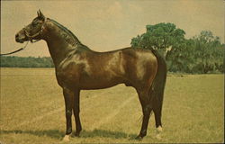 Florida's Leading Stallion Horses Postcard Postcard Postcard