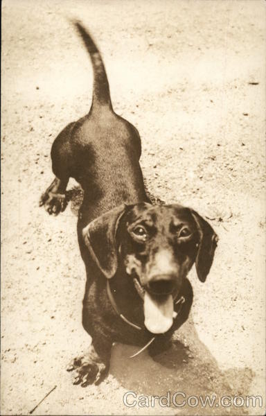 Dachshund Dachshunds