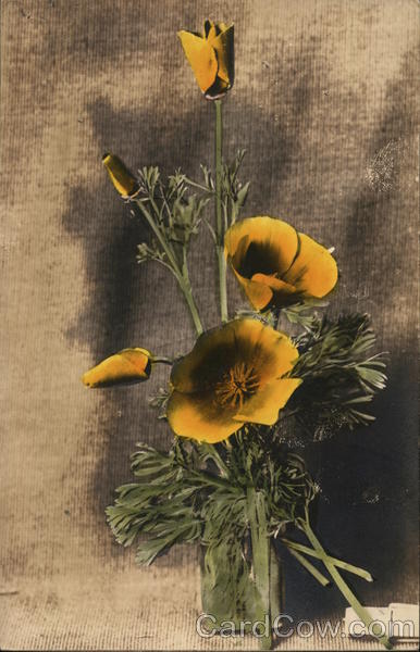 Bouquet of California Poppies Flowers