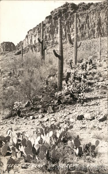 Desert Scenery in Arizona
