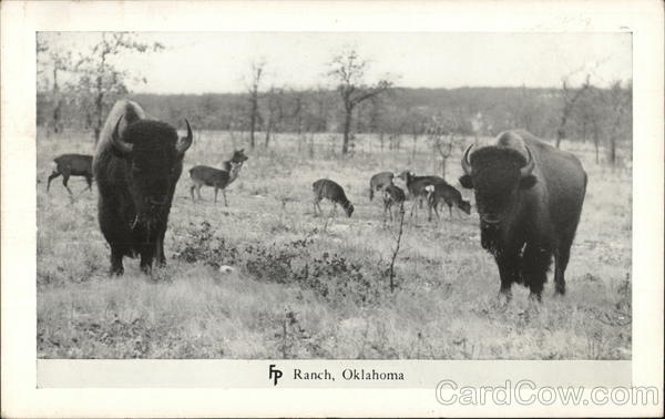 Buffalo on the Frank Phillips Ranch Bartlesville Oklahoma