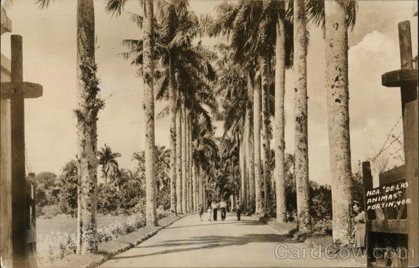 Tree Lined Road Fortin Mexico