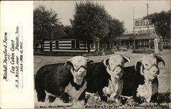 Mitchell Hereford Farm and Log Cabin Court - H.A. Mitchell Owner Pulaski, TN Postcard Postcard Postcard