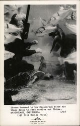 Divers at Marineland of the Pacific Palos Verdes Peninsula, CA Postcard Postcard Postcard