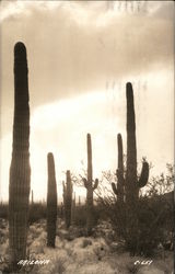 Desert View With Several Saguaro Cacti Postcard
