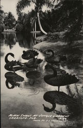 Black Swans At Jungle Gardens Sarasota, FL Postcard Postcard Postcard