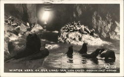 Winter Herd of Sea Lions - Sea Lion Caves Oregon Coast Hwy Postcard