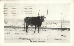 Longhorn Steer - FP Ranch Bartlesville, OK Postcard Postcard Postcard