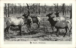 Deer at FP Ranch Deer at FP Ranch