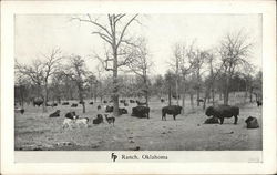 Bison or Buffalo, FP Ranch Bartlesville, OK Postcard Postcard Postcard