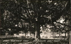 Giant Magnolia Tree - Mississippi Gulf Coast Postcard
