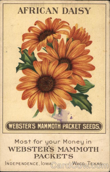 Webster's Mammoth Packet Seeds - African Daisy Independence Iowa